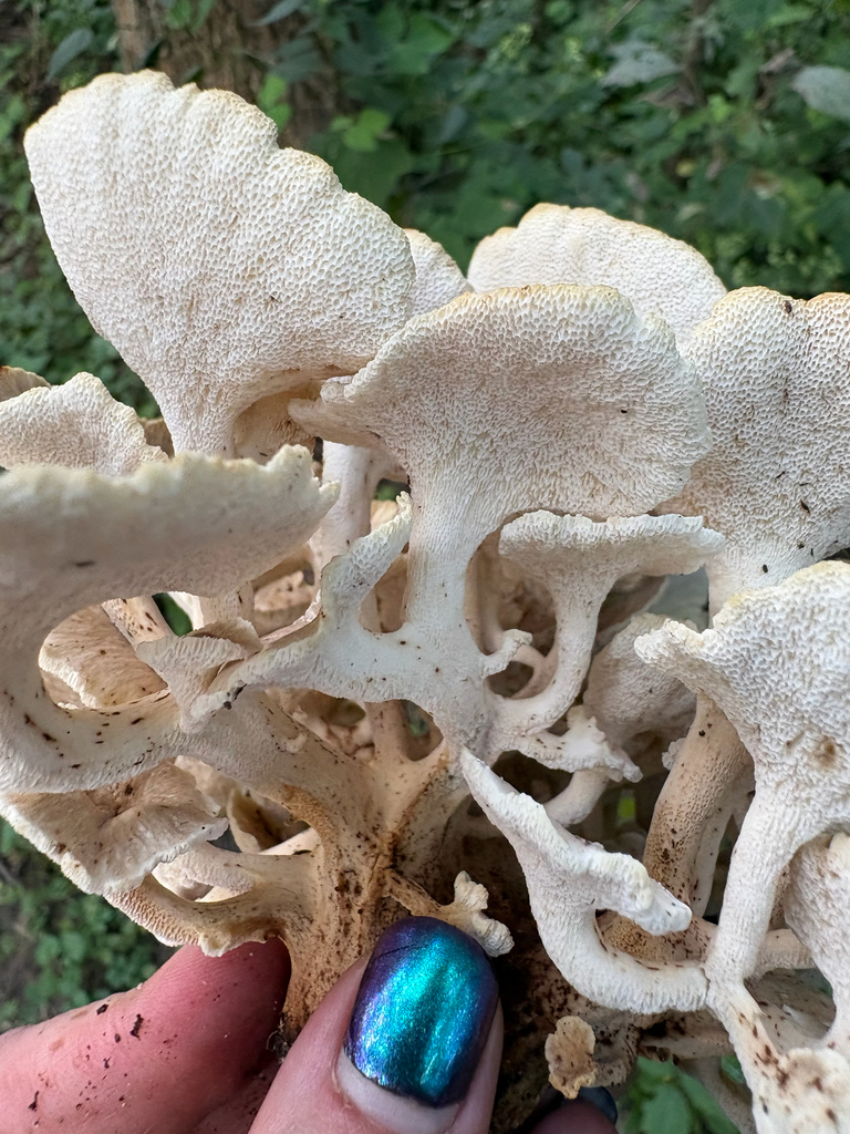 umbrella polypore · September 2026 · photo: Photo: (c) Katie Muldowney, some rights reserved (CC BY) · iNaturalist