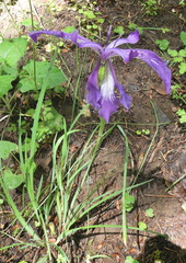 Iris tenax tenax