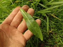 Helenium puberulum