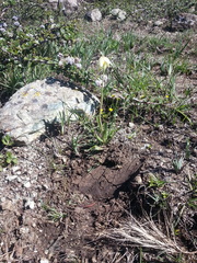 Fritillaria liliacea