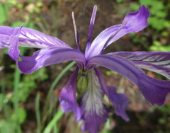 Iris tenax tenax