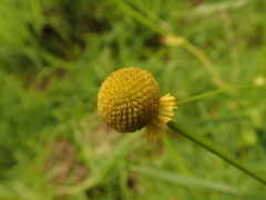 Helenium puberulum