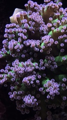 Fimbriaphyllia divisa