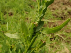Helenium puberulum