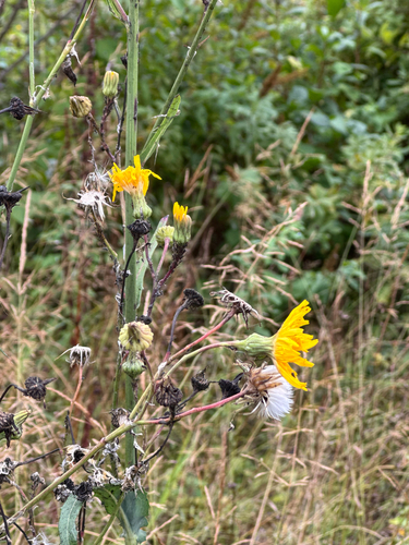 Perennial Sow Thistle