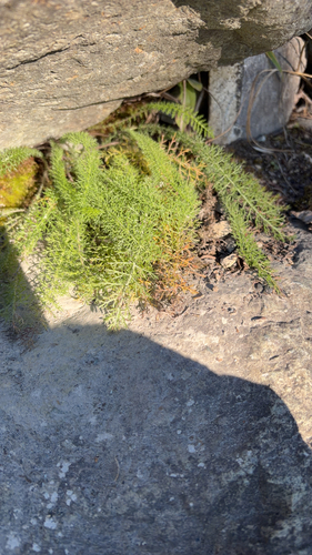 common yarrow