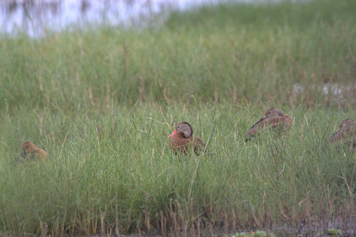 iNaturalist image