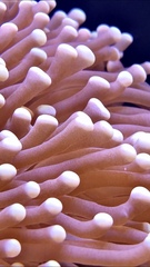 Euphyllia glabrescens