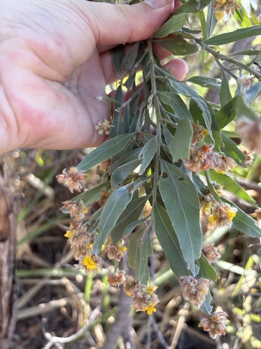 Jacksonia dilatata observed 2026-09-05