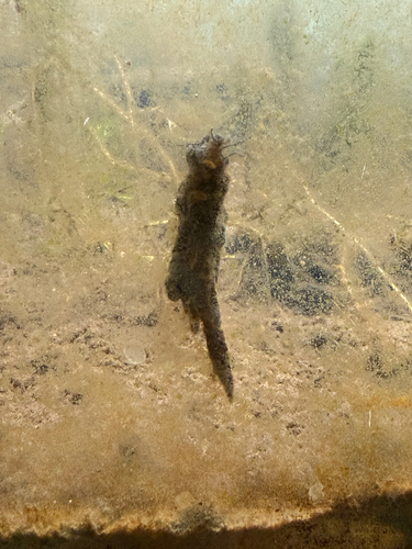 iNaturalist observation photo of Caddisflies