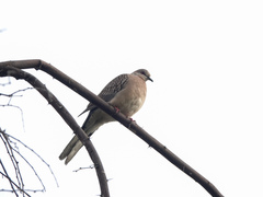 Streptopelia chinensis