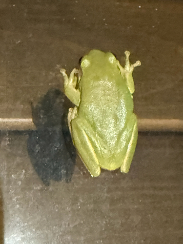 Squirrel Tree Frog