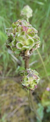 Sanguisorba occidentalis