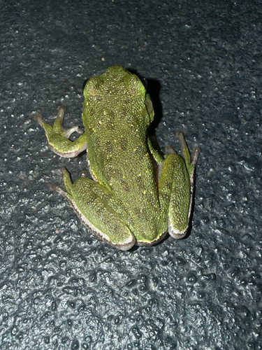 Barking Tree Frog