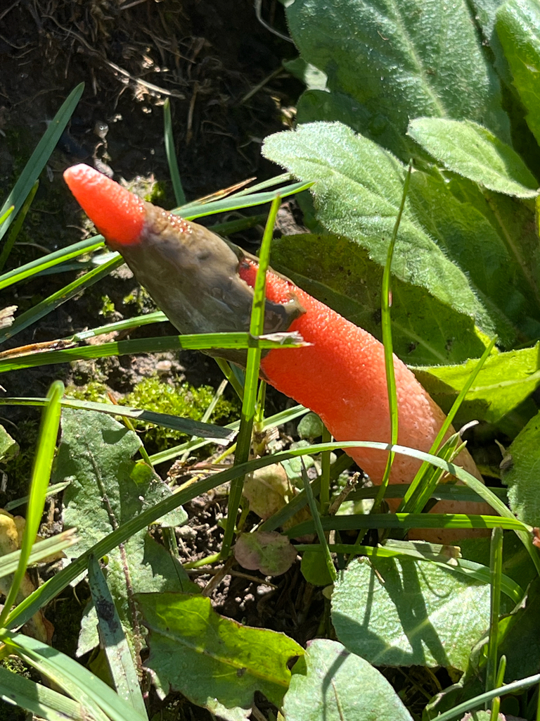 devil's dipstick · September 2026 · photo: Photo: (c) Andrew Sebastian, some rights reserved (CC BY) · iNaturalist