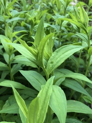 Marshallia trinervia