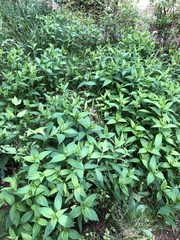 Marshallia trinervia