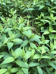 Marshallia trinervia