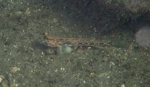 Istigobius hoesei observed 2026-09-05
