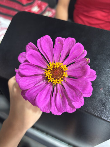Elegant Zinnia