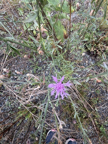 spotted knapweed