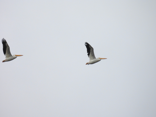 American White Pelican