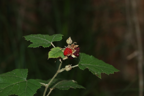 Rubus moluccanus, photograph 6