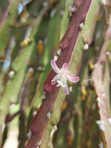 Lepismium cruciforme, photograph 4
