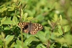 Pararge aegeria tircis