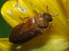 Byturus ochraceus