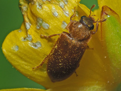 Byturus ochraceus