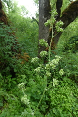 Thalictrum fendleri polycarpum