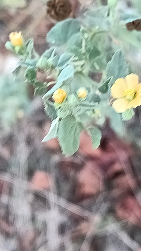 Abutilon fruticosum, photograph 5