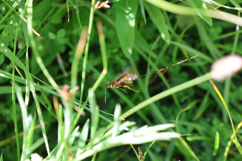 iNaturalist observation photo of Ichneumonid Wasps
