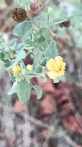 Abutilon fruticosum, photograph 6