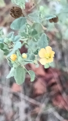 Abutilon fruticosum, photograph (c) Michael A. Thaibinh, some rights reserved (CC BY)