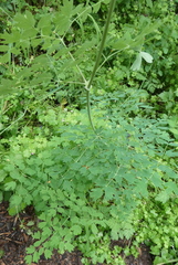 Thalictrum fendleri polycarpum