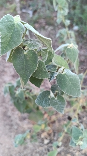 Allowissadula holosericea, photograph 3