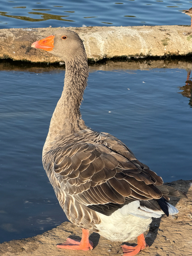 iNaturalist: (c) Parker, some rights reserved (CC BY-NC), uploaded by Parker iNaturalist image