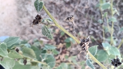 Allowissadula holosericea, photograph 5