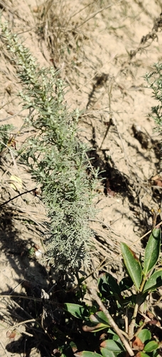 Artemisia pontica, photograph 5