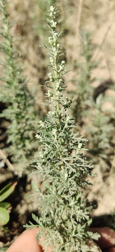 Artemisia pontica, photograph 6