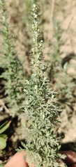 Artemisia pontica, photograph (c) Ondřej Křivan, some rights reserved (CC BY)