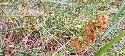 tansy