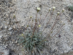 Chaenactis santolinoides