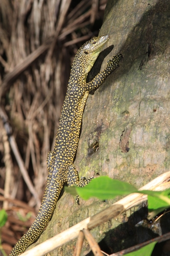 Saipan monitor, Varanus tsukamotoi