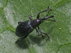 Ceratapion onopordi