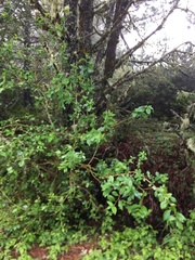 Crataegus gaylussacia