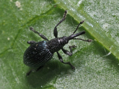 Ceratapion onopordi