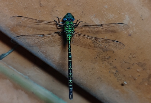 Blue-faced Darner